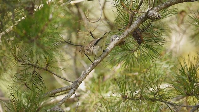 lesňáček žlutoskvrnný (ssp. coronata) - ML271482491