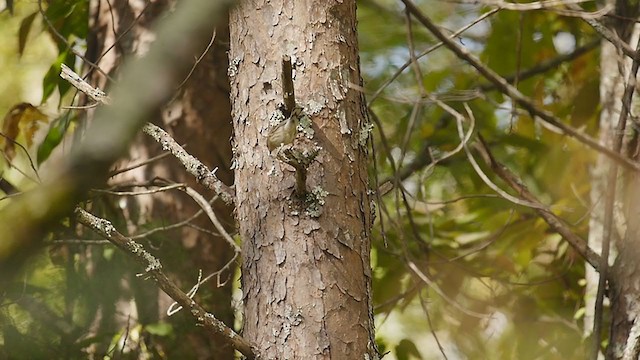 myrteparula (coronata) - ML271482711