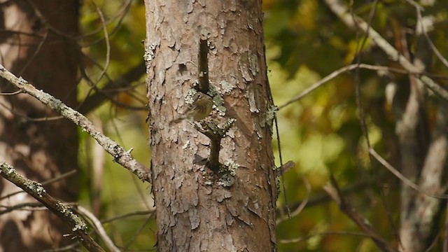 lesňáček žlutoskvrnný (ssp. coronata) - ML271482931