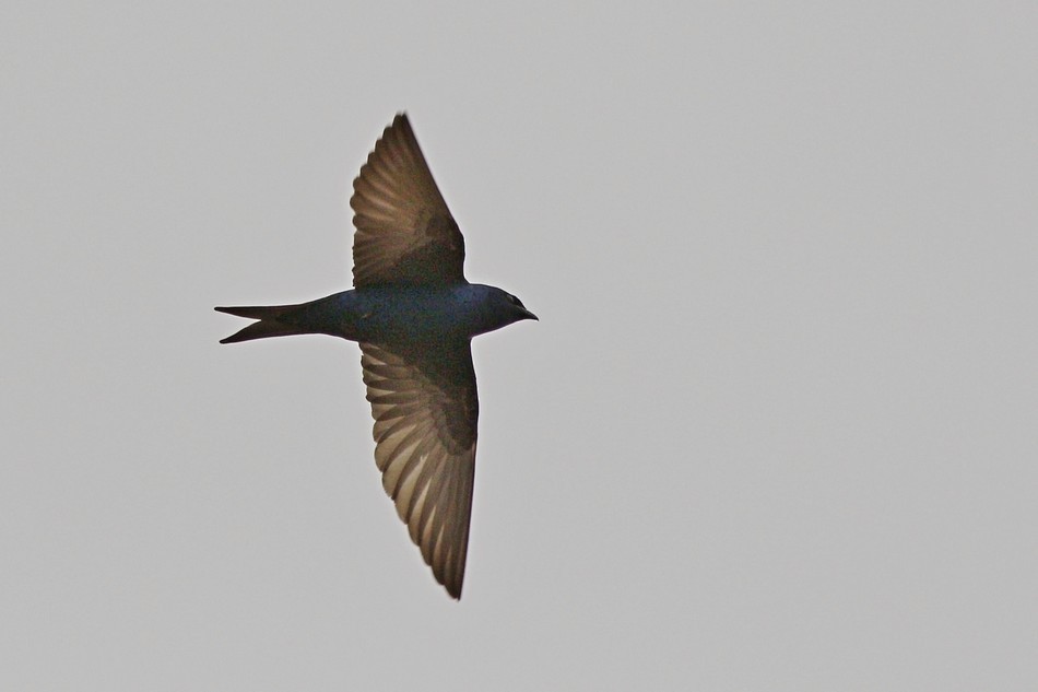 Southern Martin - Jorge Claudio Schlemmer