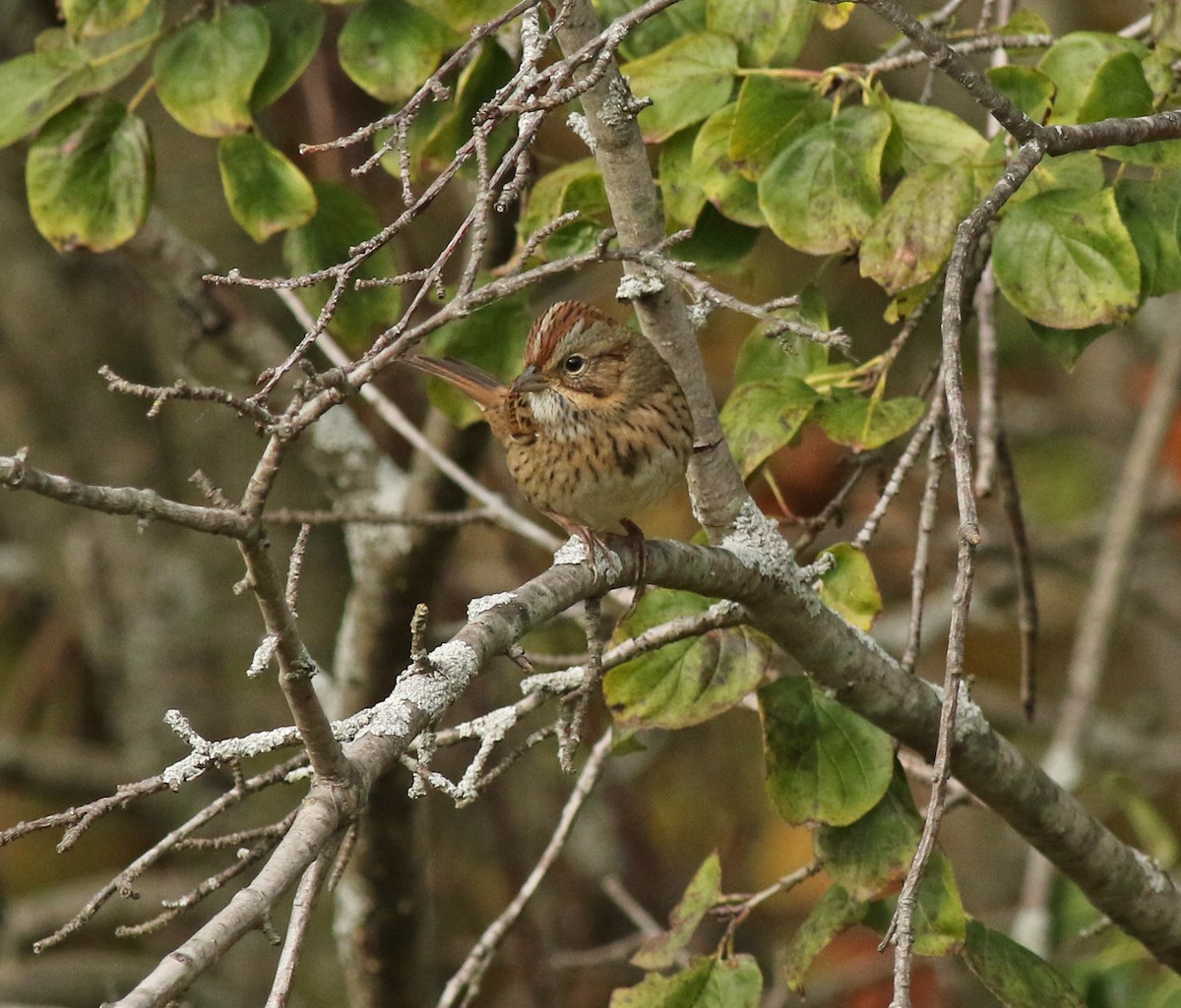 Lincoln's Sparrow - ML271485141