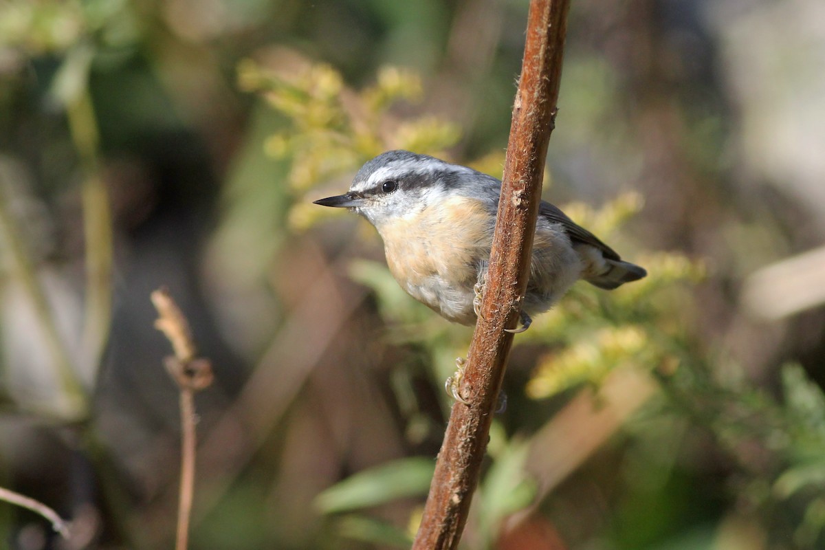 Red-breasted Nuthatch - ML271485971