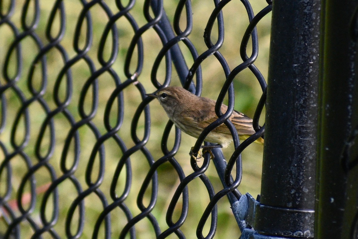 Palm Warbler - ML271486881