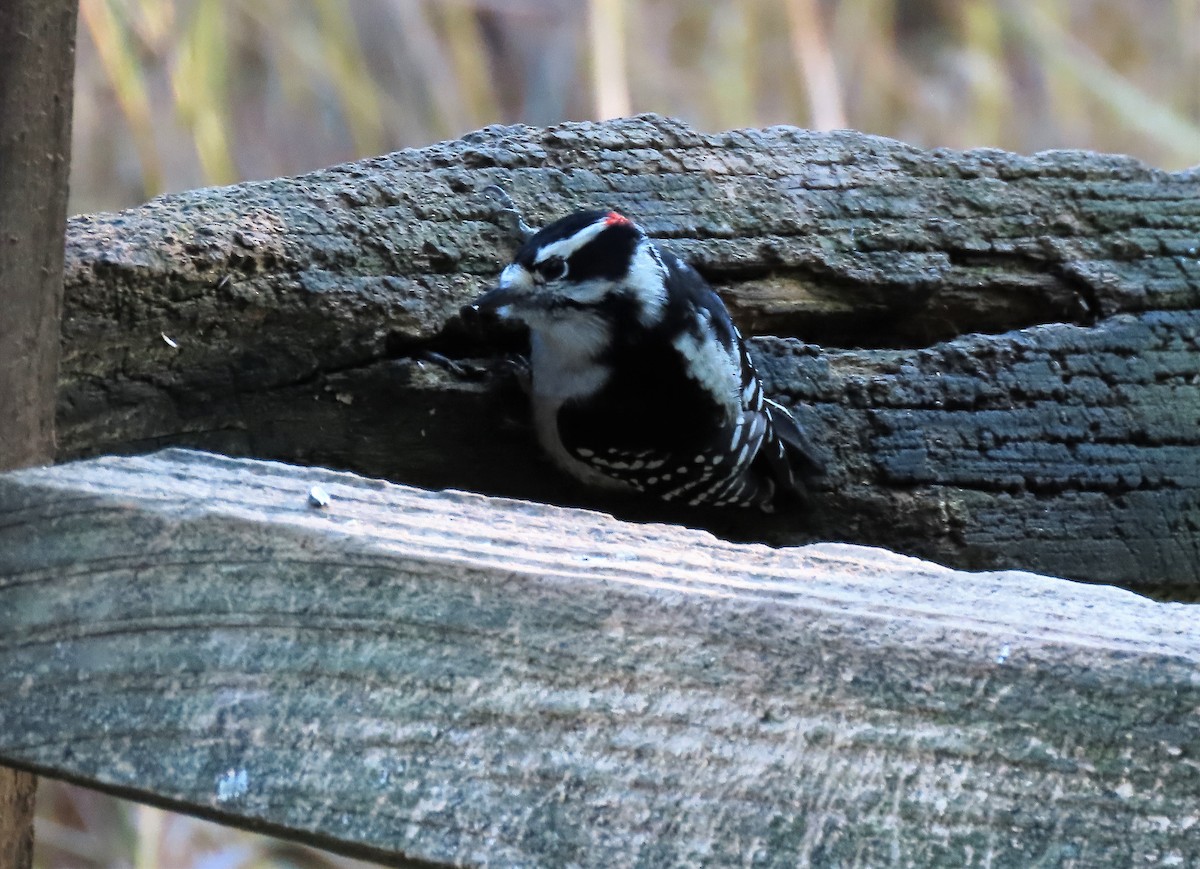 Downy Woodpecker - ML271486931