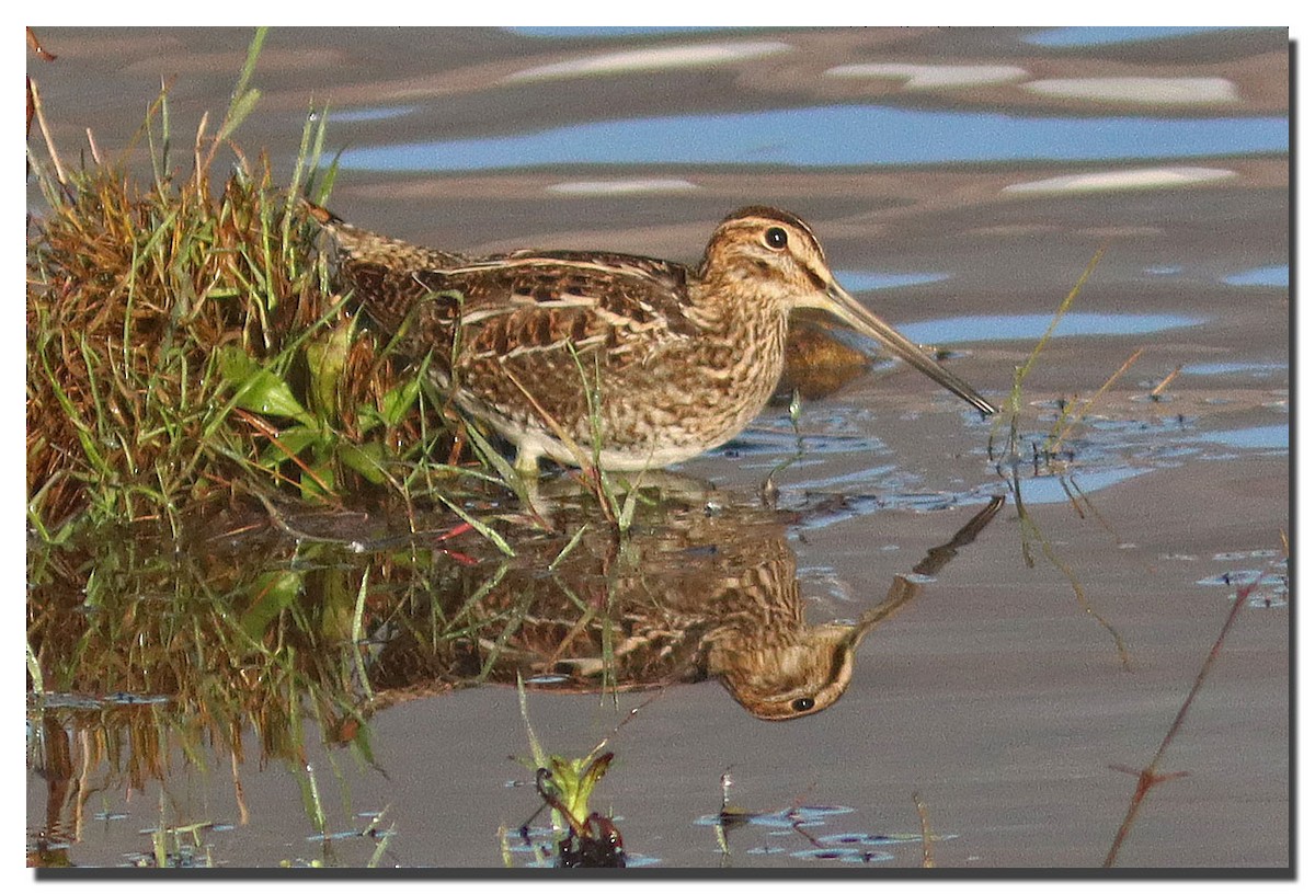 Wilson's Snipe - ML271487511