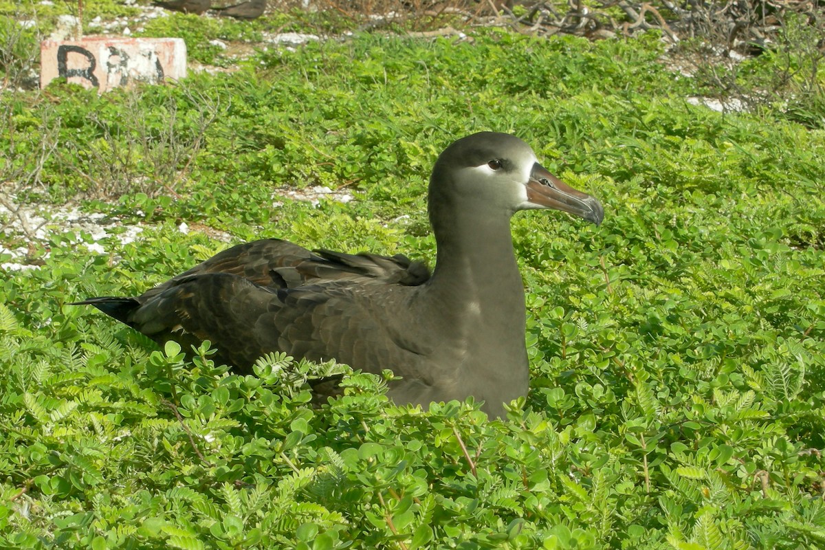 Black-footed Albatross - Cory Gregory