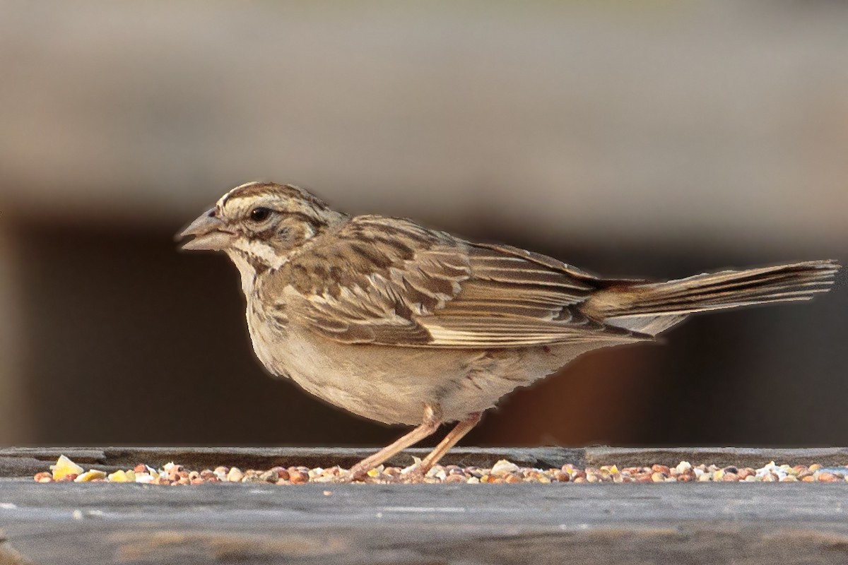 Lark Sparrow - ML271489611