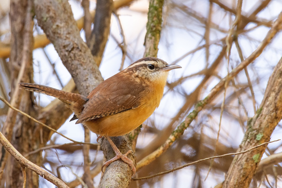 Carolina Wren - ML271489791