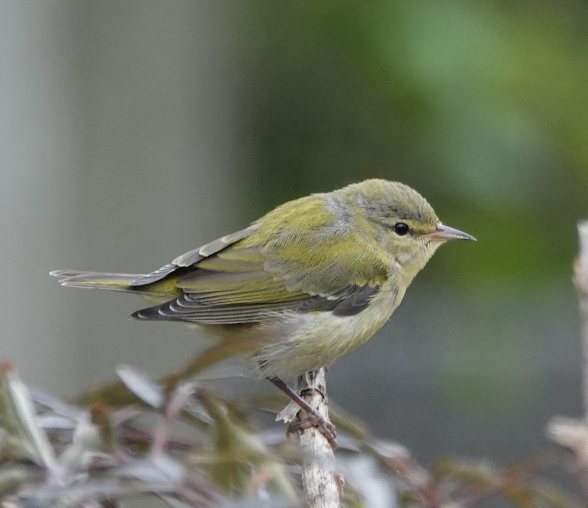 Tennessee Warbler - ML271490091