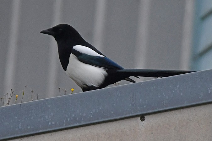 Eurasian Magpie - ML271492031