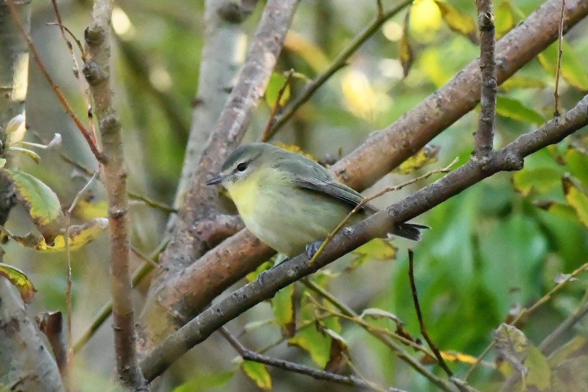 Philadelphia Vireo - ML271492071