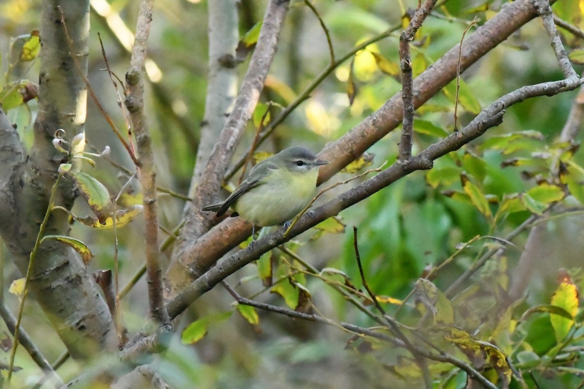 Philadelphia Vireo - Mike Sylvia