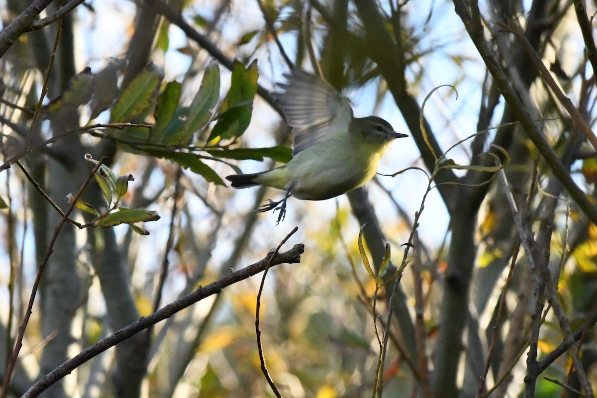 Philadelphia Vireo - ML271492131