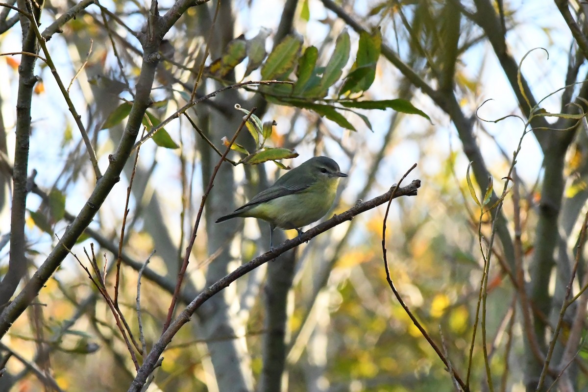 Philadelphia Vireo - ML271492171