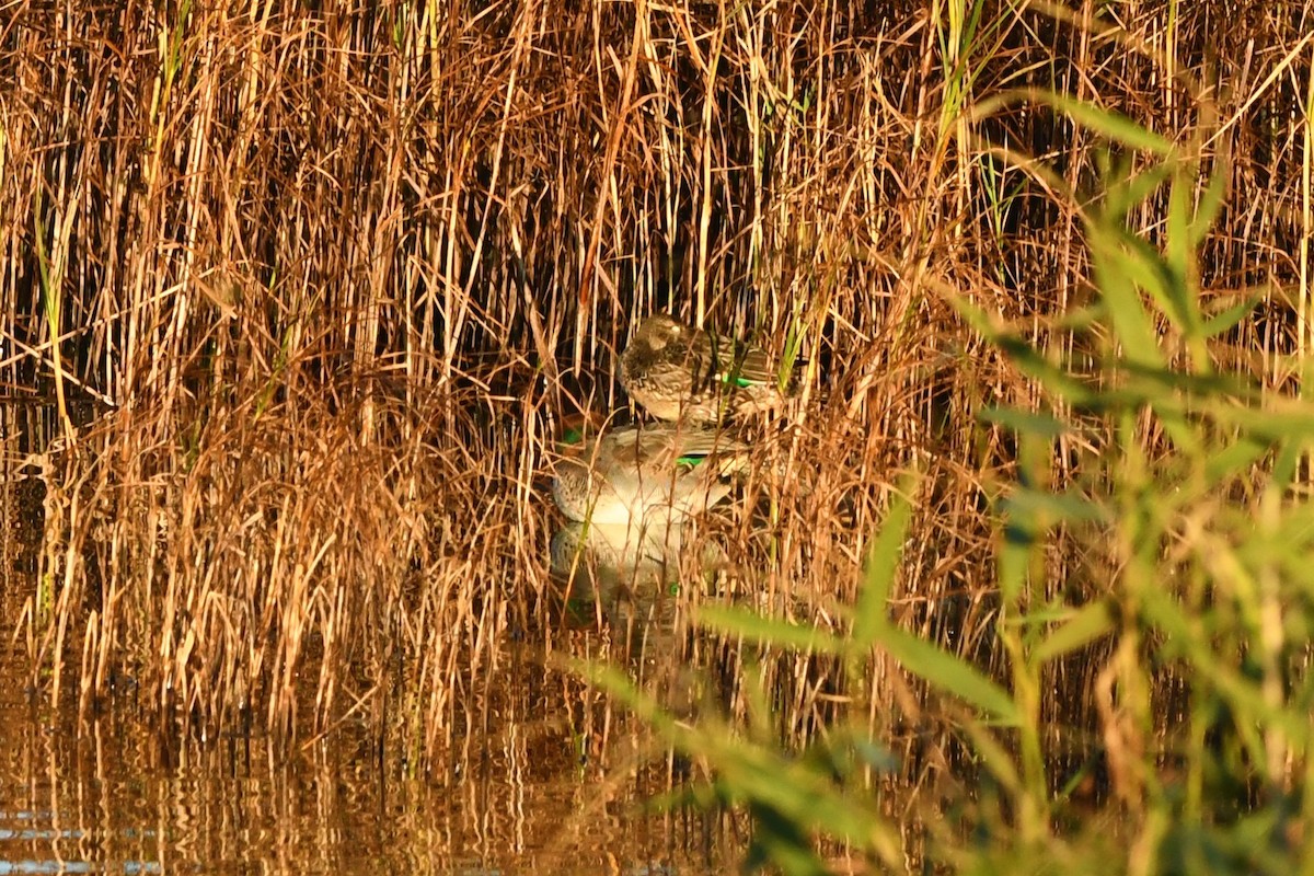 Green-winged Teal (Eurasian) - ML271492561