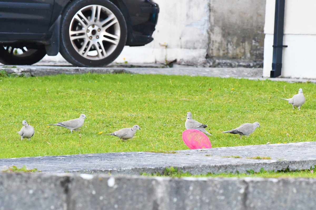 Eurasian Collared-Dove - ML271492581