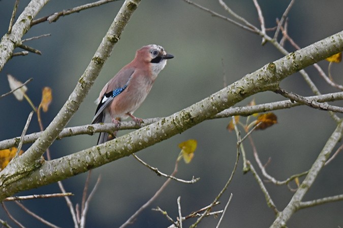 Eurasian Jay - ML271493151