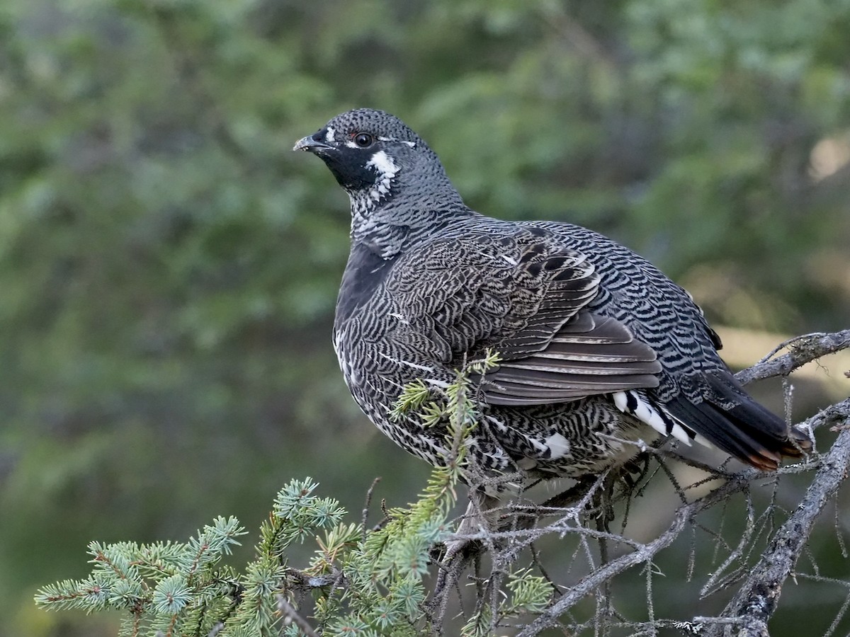 Spruce Grouse - ML271494661