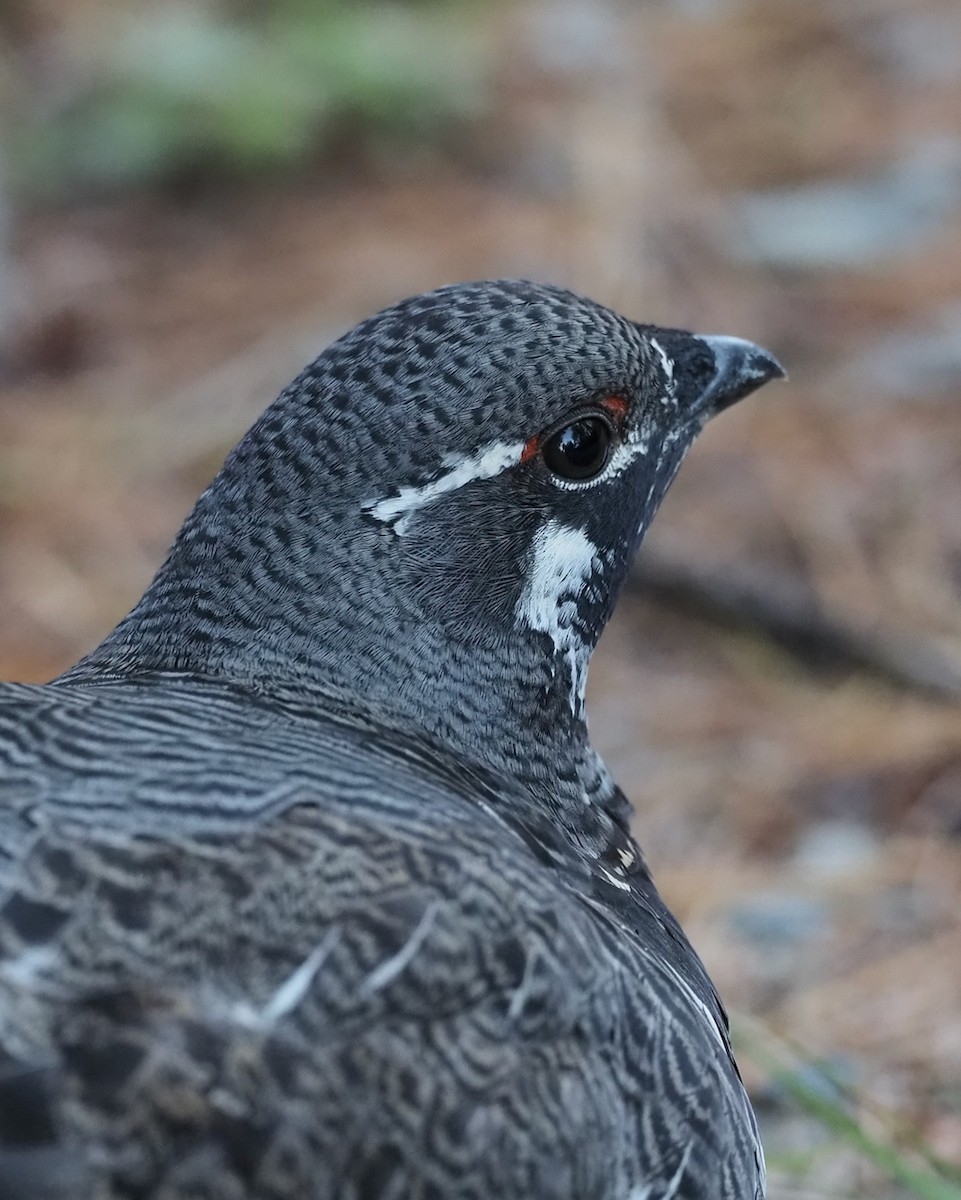 Spruce Grouse - ML271494671