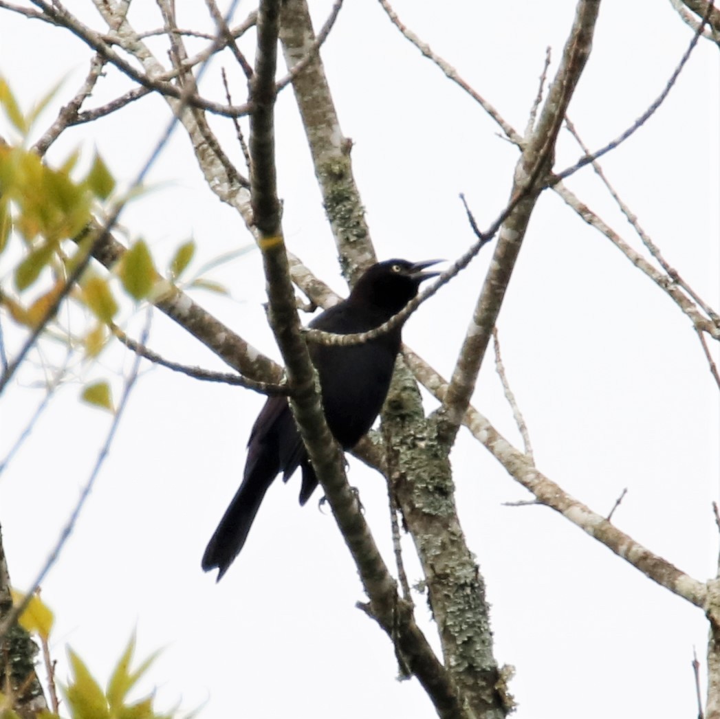 Common Grackle - ML271495771