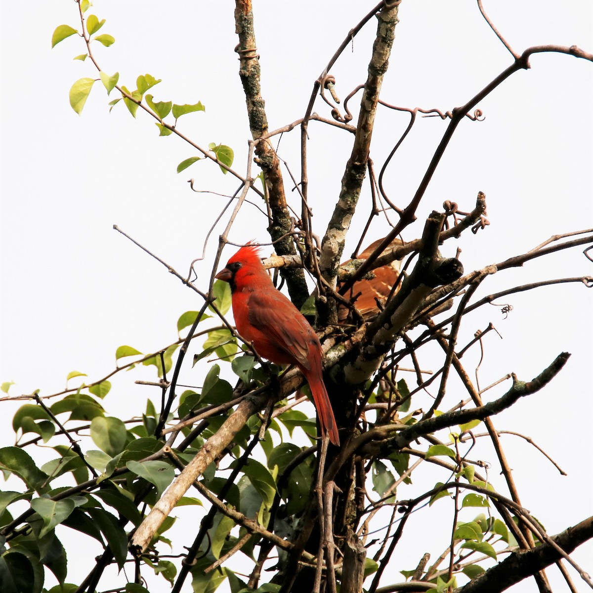 Northern Cardinal - ML271495821