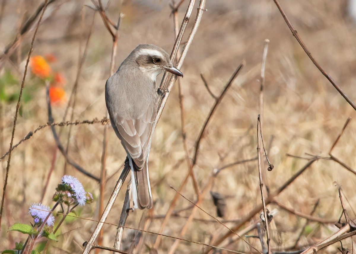 Common Woodshrike - ML271495891