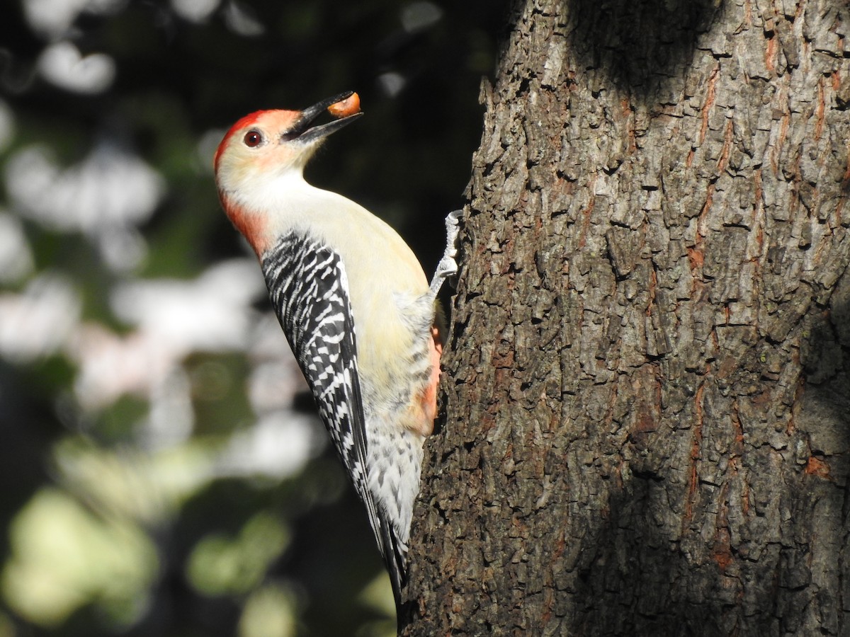 Red-bellied Woodpecker - ML271497091