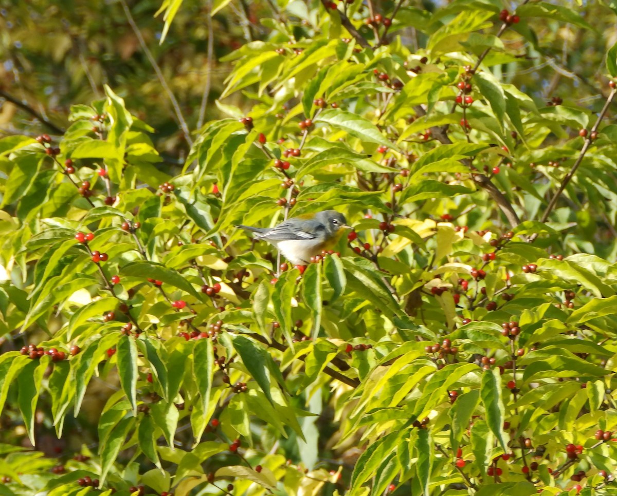 Northern Parula - ML271501811
