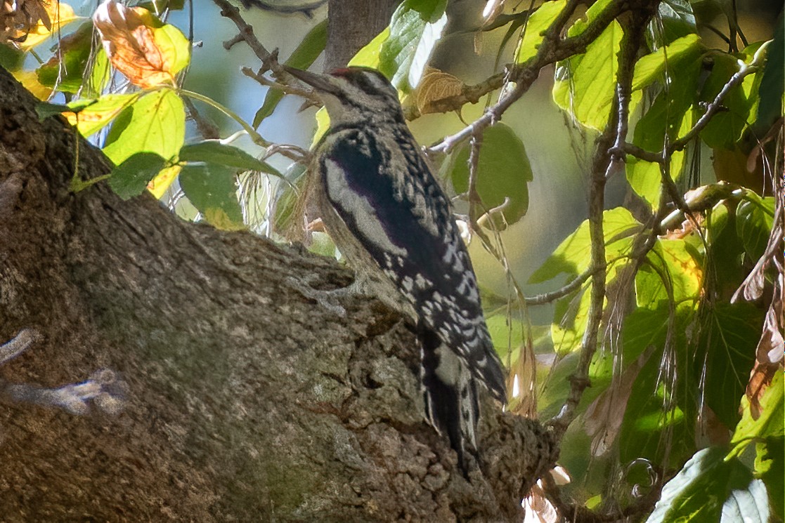 Yellow-bellied Sapsucker - ML271502561