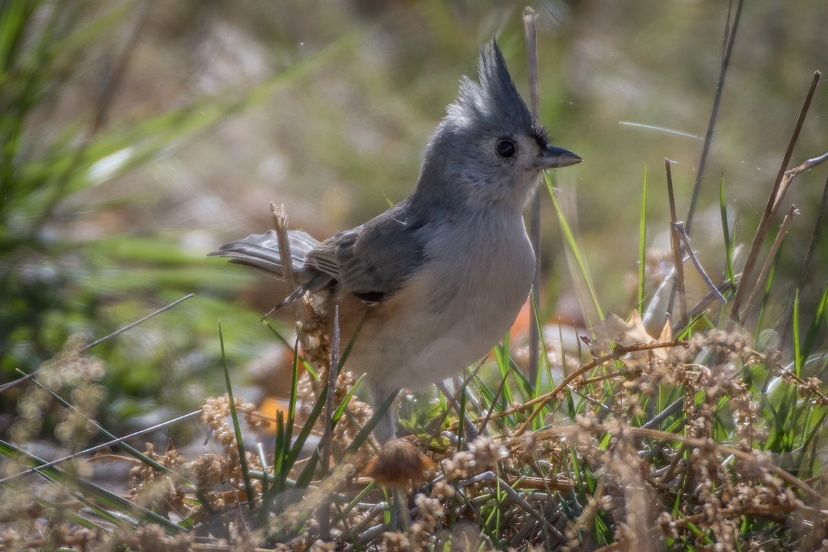 Tufted Titmouse - ML271502611