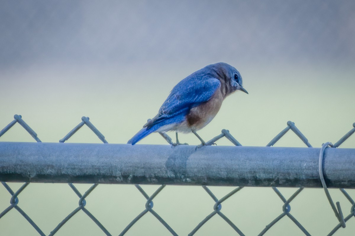 Eastern Bluebird - Rick Wilhoit