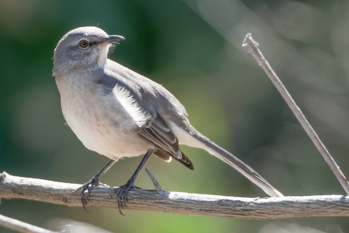 Northern Mockingbird - Rick Wilhoit