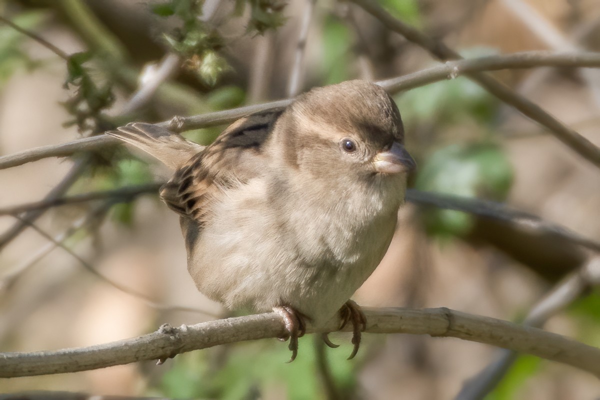 House Sparrow - Rick Wilhoit