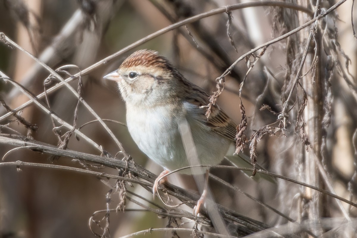 Chipping Sparrow - Rick Wilhoit