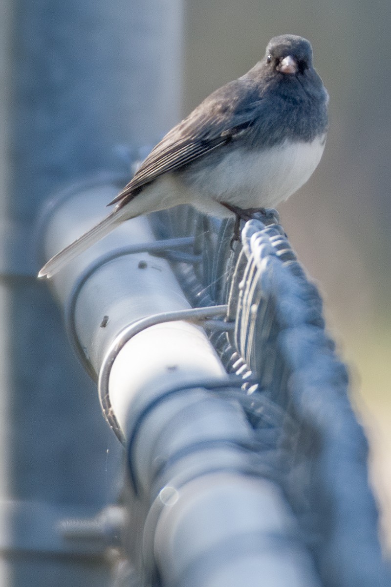 Dark-eyed Junco - Rick Wilhoit