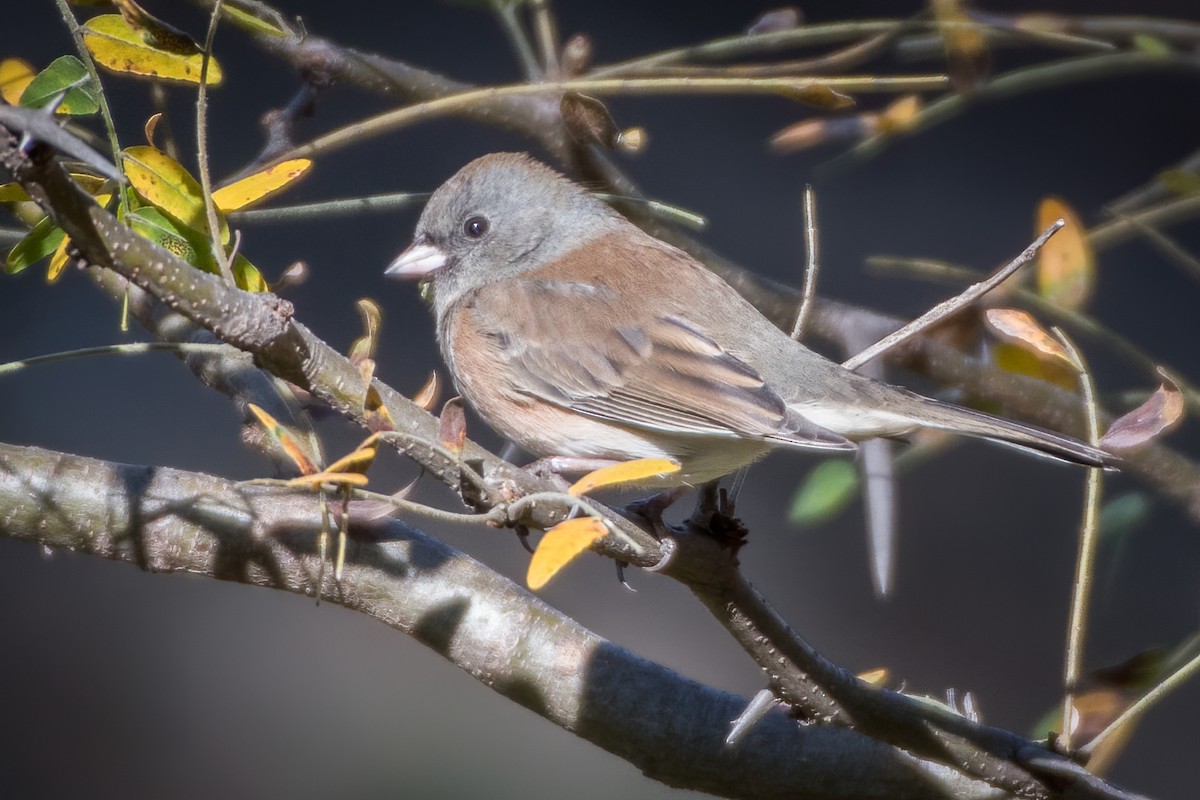 Dark-eyed Junco - Rick Wilhoit