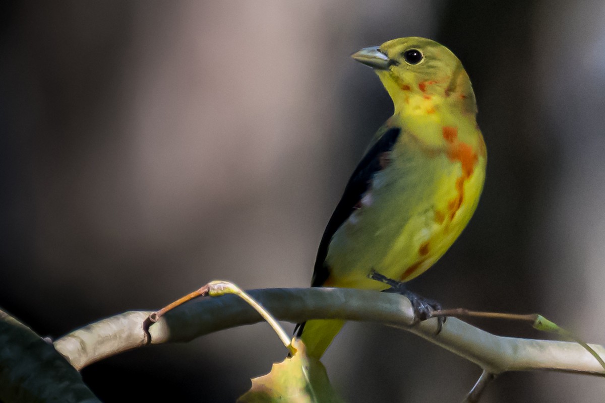 rødpiranga - ML271503461