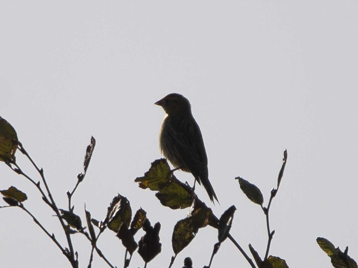 Bobolink - ML271503861