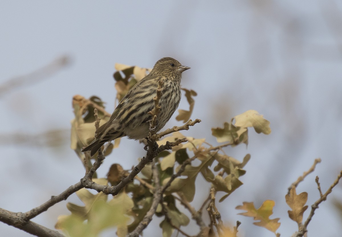Pine Siskin - ML271506521
