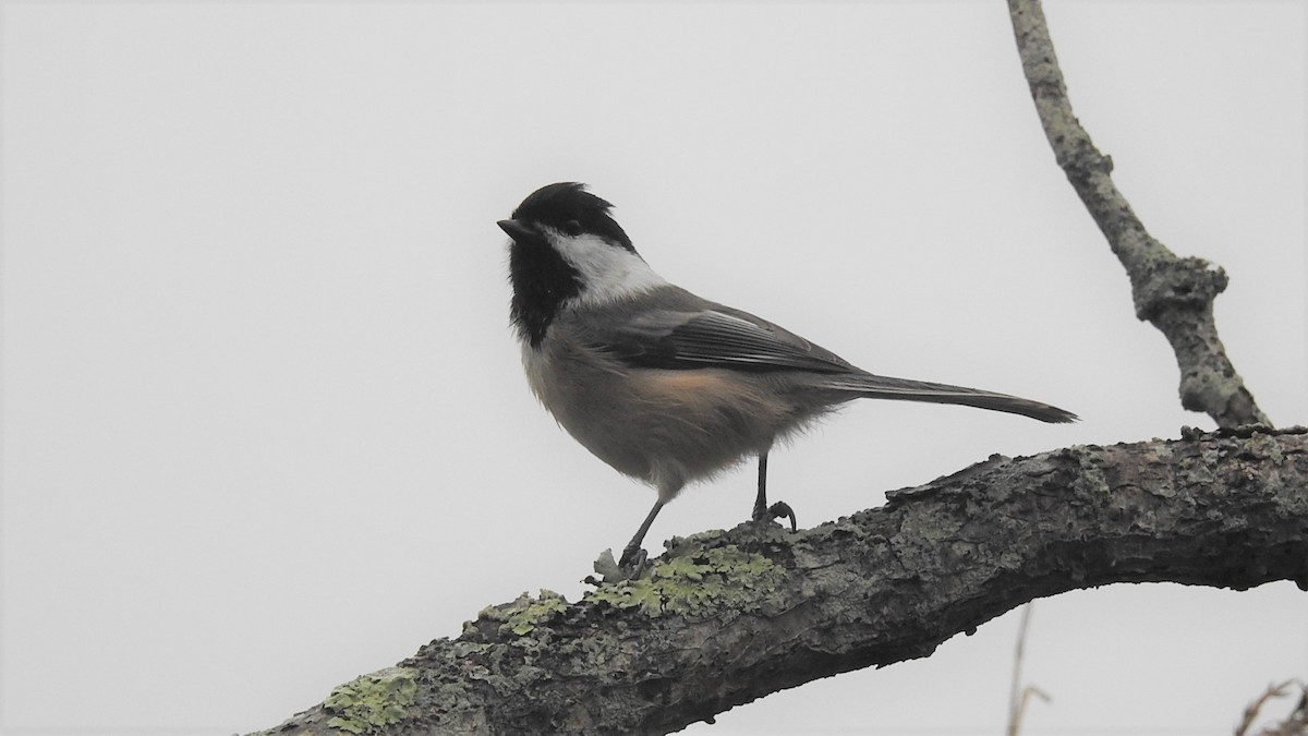 Black-capped Chickadee - ML271506831