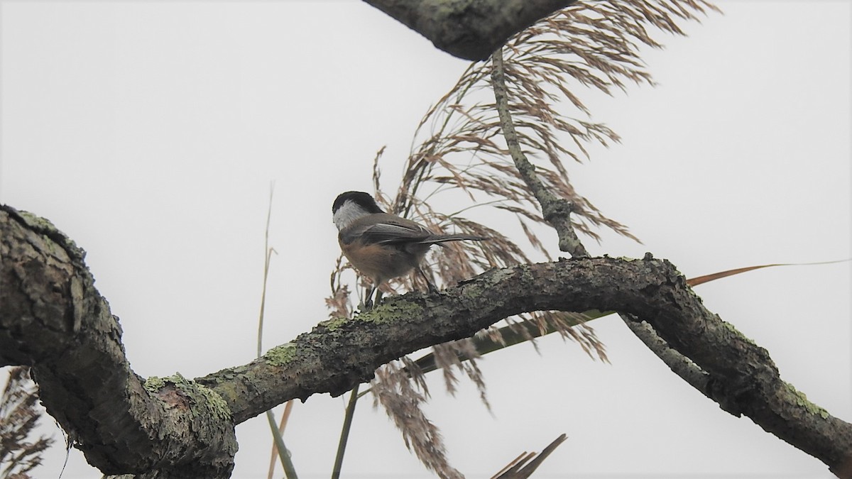 Black-capped Chickadee - Vincent Glasser