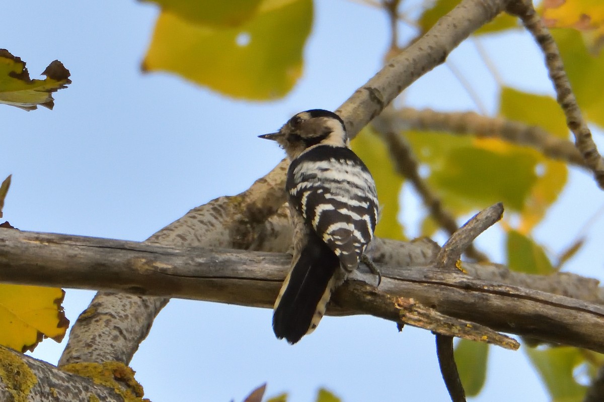 Lesser Spotted Woodpecker - Mu Sano