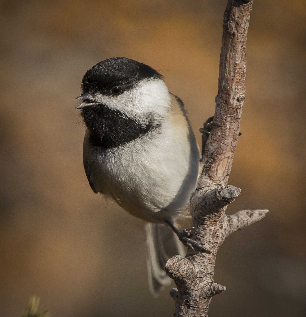 Black-capped Chickadee - ML271508951