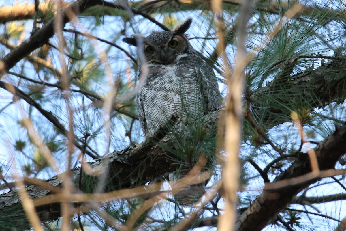 Great Horned Owl - ML271509291