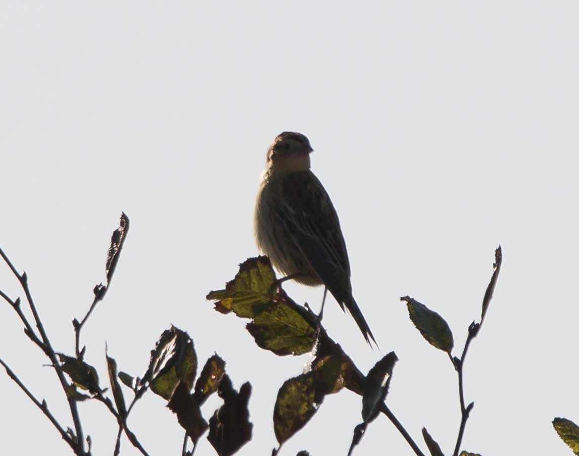 Bobolink - ML271509651