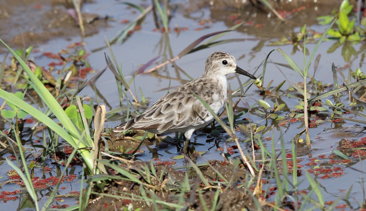 Little Stint - ML271513411