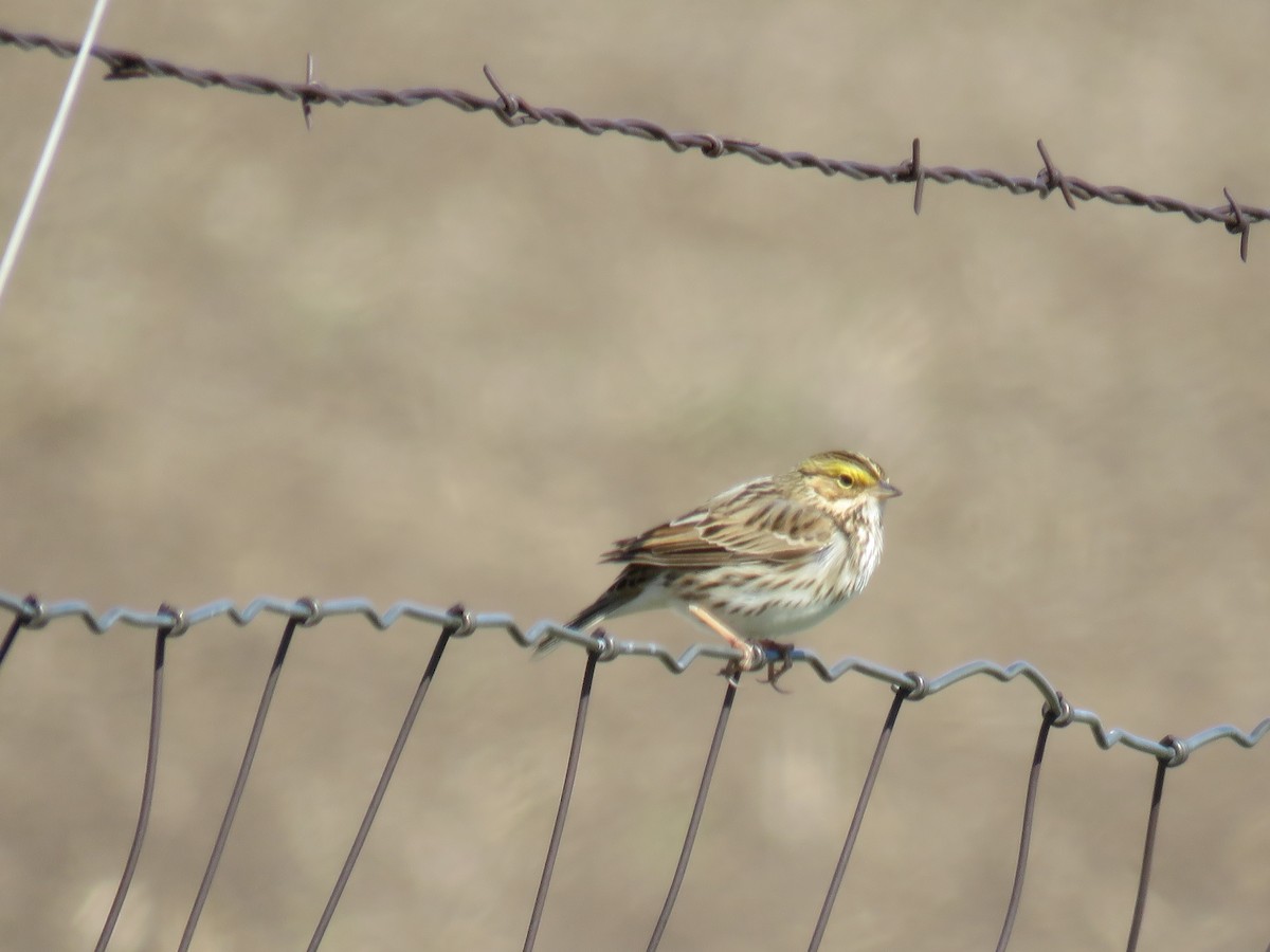 Savannah Sparrow - ML27151431