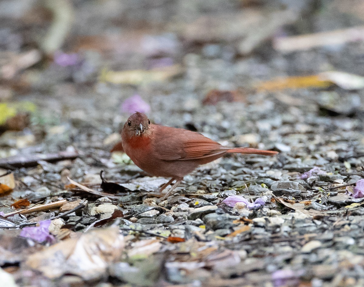 Red-crowned Ant-Tanager - ML271519201
