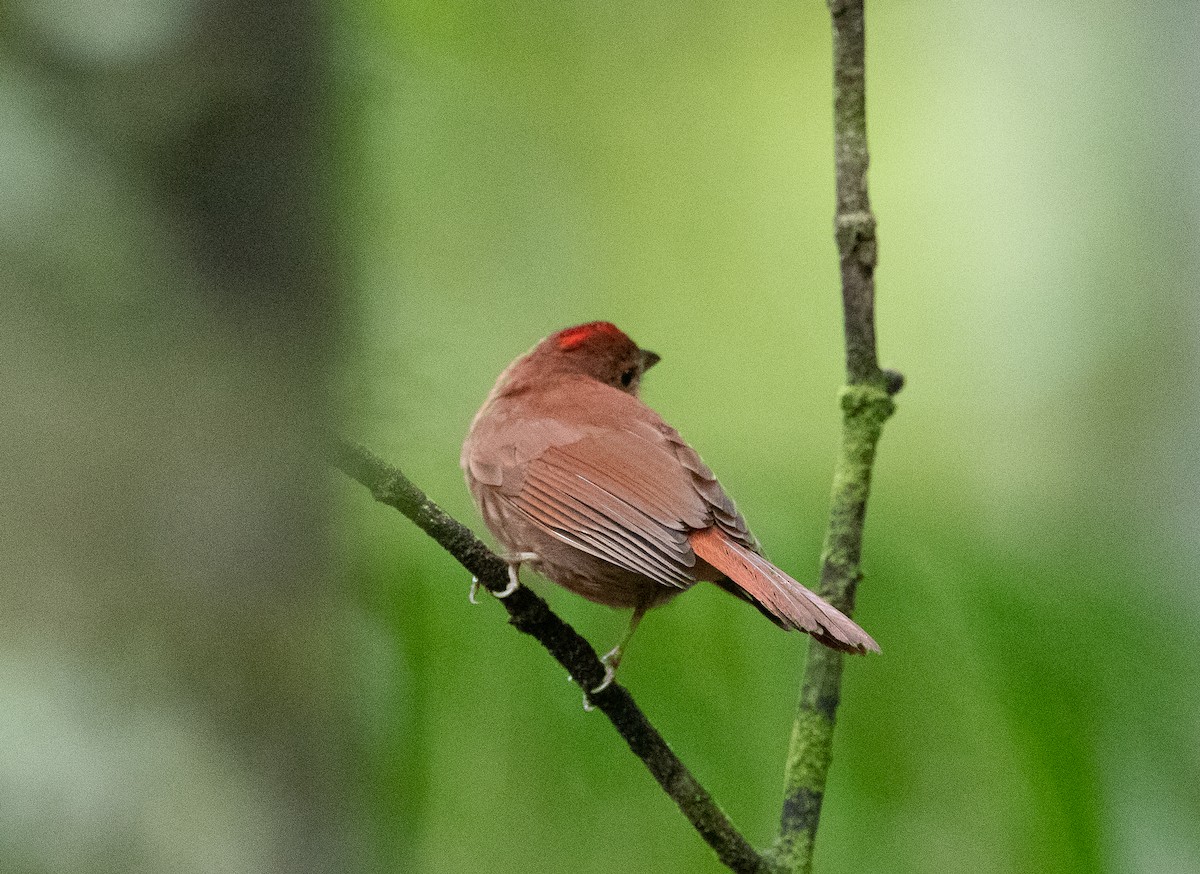 Red-crowned Ant-Tanager - ML271519211