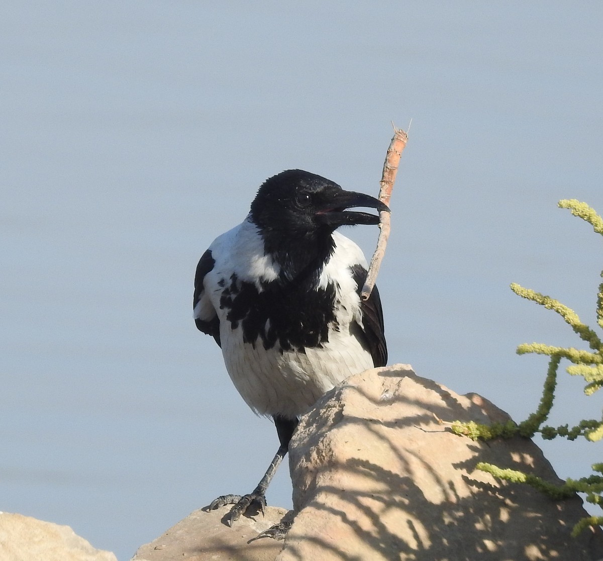 Hooded Crow (Mesopotamian) - ML271521961